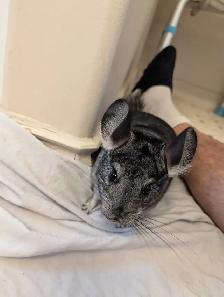 Baby chinchillas - Photo 5