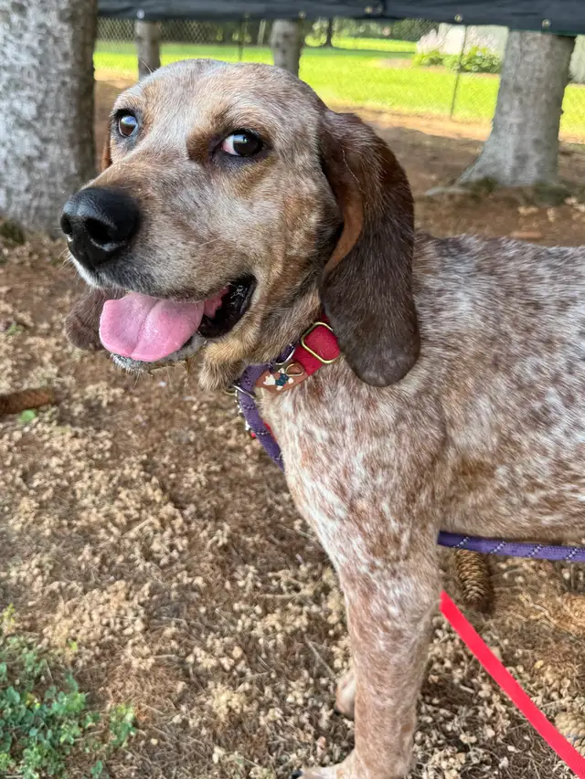 Red Tick Coonhound Mix