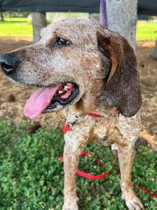 Red Tick Coonhound Mix - Photo 2
