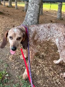 Red Tick Coonhound Mix - Photo 3
