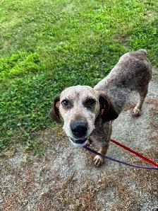 Red Tick Coonhound Mix - Photo 4