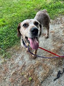Red Tick Coonhound Mix - Photo 5