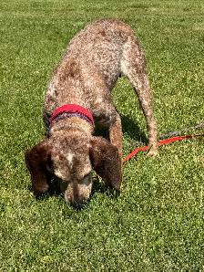 Red Tick Coonhound Mix - Photo 6