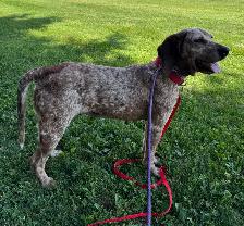 Red Tick Coonhound Mix - Photo 7