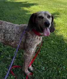 Red Tick Coonhound Mix - Photo 8