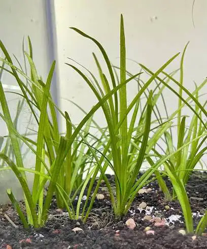Dwarf Sagittaria aquarium plant