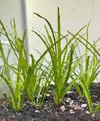 Dwarf Sagittaria aquarium plant