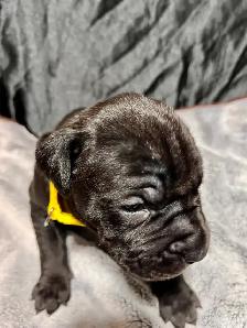 Cane Corso Puppies - Photo 3