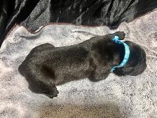 Cane Corso Puppies - Photo 5