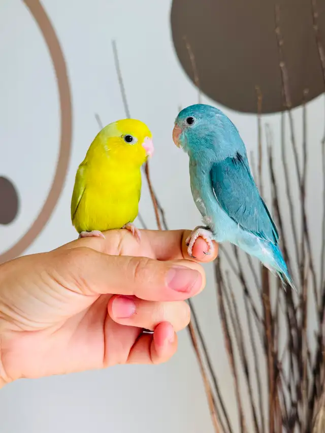 handfed and handtame parrotlets