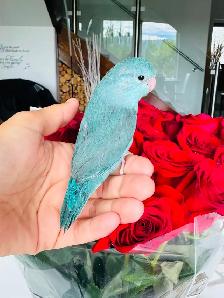 handfed and handtame parrotlets - Photo 6