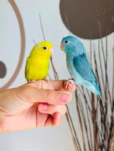 handfed and handtame parrotlet babies