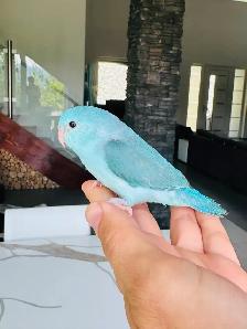 handfed and handtame parrotlet babies - Photo 3
