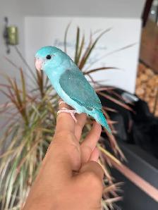 handfed and handtame parrotlet babies - Photo 5