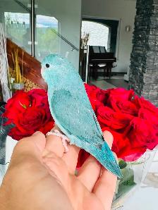 handfed and handtame parrotlet babies - Photo 7