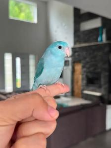 handfed and handtame parrotlet babies - Photo 8