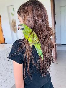 handtame rare moustache Parakeet female - Photo 3
