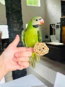handtame rare moustache Parakeet female - Photo 7