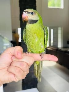 super friendly and handtame moustache Parakeet - Photo 2