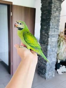 super friendly and handtame moustache Parakeet - Photo 3