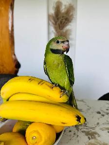 super friendly and handtame moustache Parakeet - Photo 4