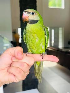 super friendly and handtame moustache Parakeet - Photo 5
