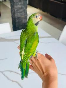 super friendly and handtame moustache Parakeet - Photo 6