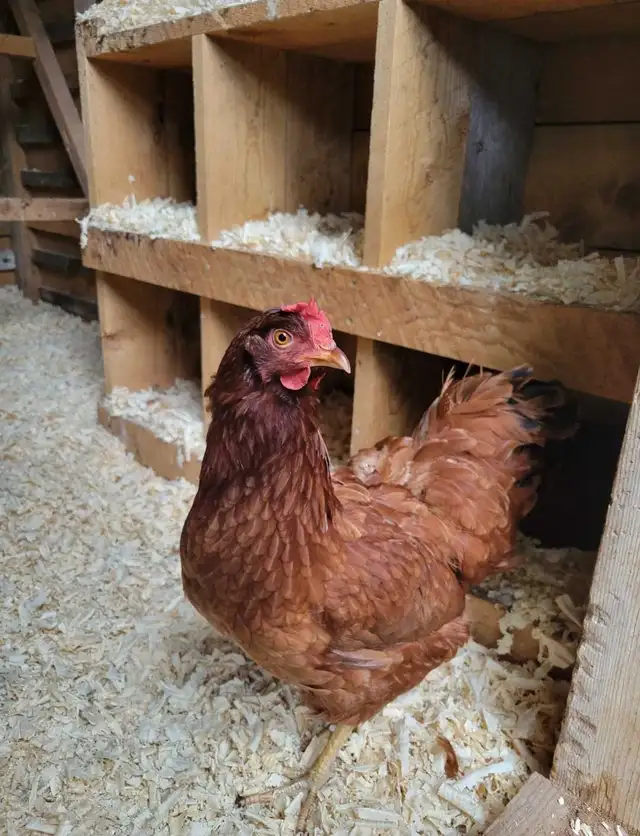 Barred Rock and Rhode Island Red Laying hens for sale