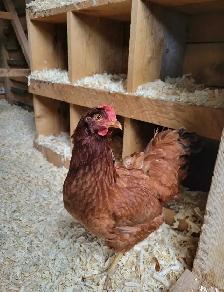 Barred Rock and Rhode Island Red Laying hens for sale