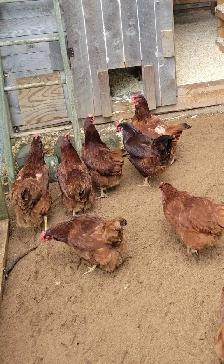 Barred Rock and Rhode Island Red Laying hens for sale - Photo 2