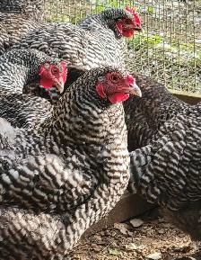 Barred Rock and Rhode Island Red Laying hens for sale - Photo 3