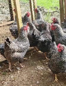 Barred Rock and Rhode Island Red Laying hens for sale - Photo 4