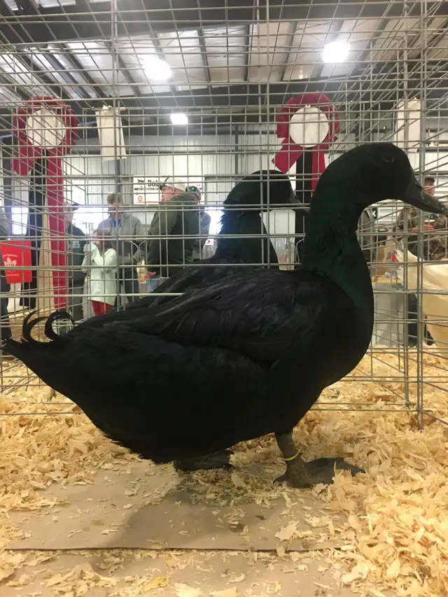 Cayuga Ducks