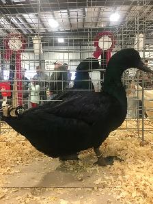 Cayuga Ducks
