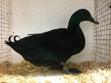 Cayuga Ducks - Photo 2