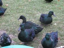 Cayuga Ducks - Photo 3