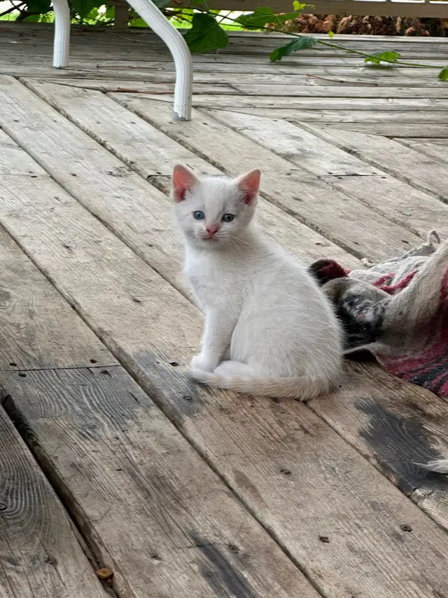 Flame-point Siamese
