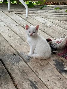 Flame-point Siamese