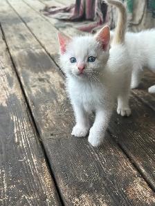 Flame-point Siamese - Photo 2
