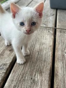 Flame-point Siamese - Photo 3
