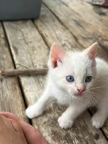 Flame-point Siamese - Photo 4