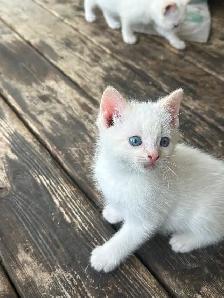 Flame-point Siamese - Photo 5