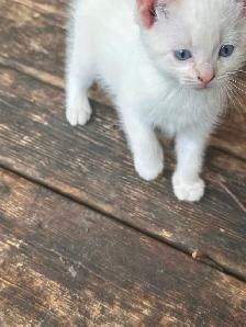 Flame-point Siamese - Photo 6