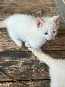 Flame-point Siamese - Photo 7