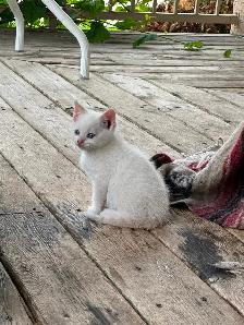 Flame-point Siamese - Photo 8