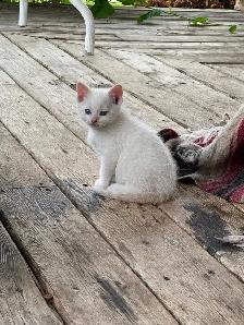 Flame-point Siamese - Photo 9