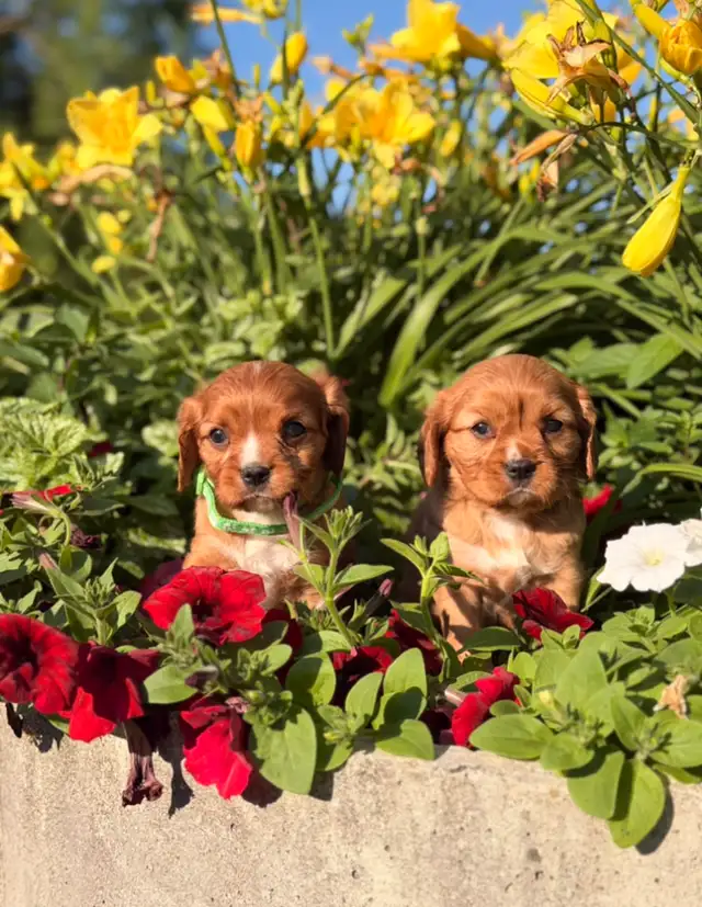 Cavalier King Charles spaniel
