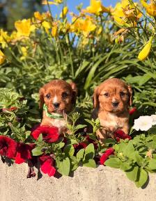Cavalier King Charles spaniel