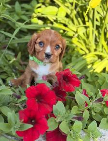 Cavalier King Charles spaniel - Photo 2