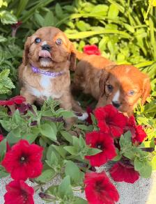 Cavalier King Charles spaniel - Photo 3